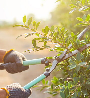 Pensez à entretenir votre jardin avec l'abattage des arbres vers Hirson